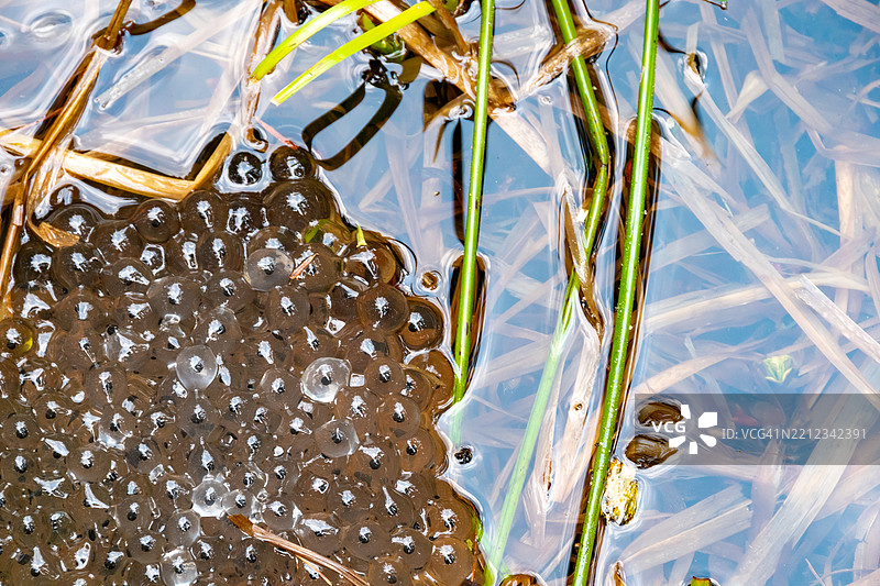 青蛙卵漂浮在池塘的水面上图片素材