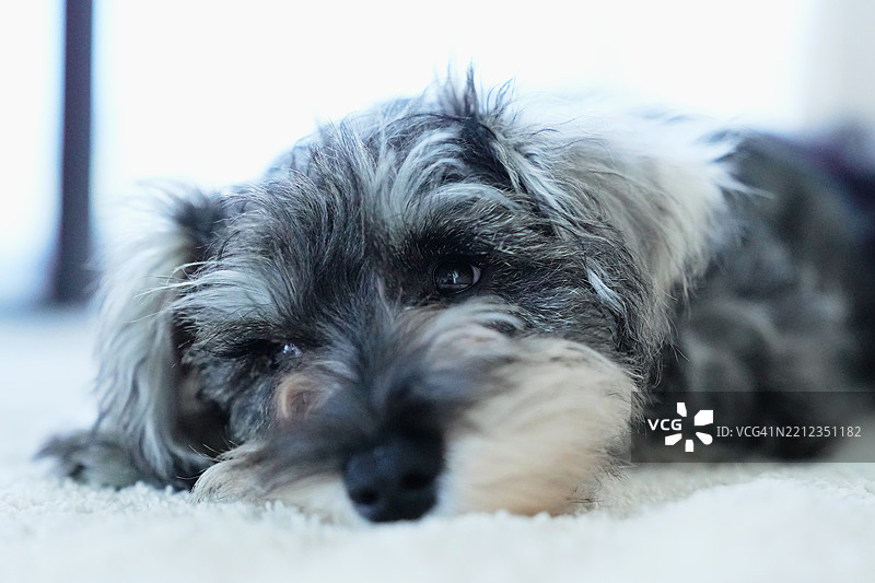 可爱的迷你雪纳瑞小狗在睡觉图片素材