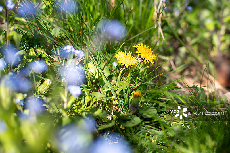 英格兰户外自然图像，野花图片素材