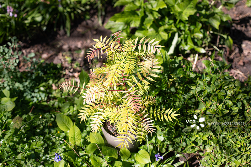 英格兰户外自然风光图片图片素材