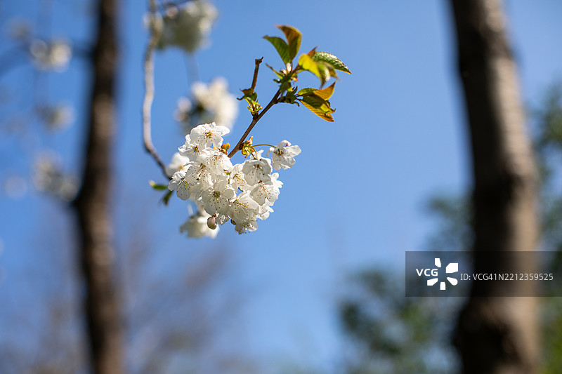 英格兰户外自然风光图片图片素材