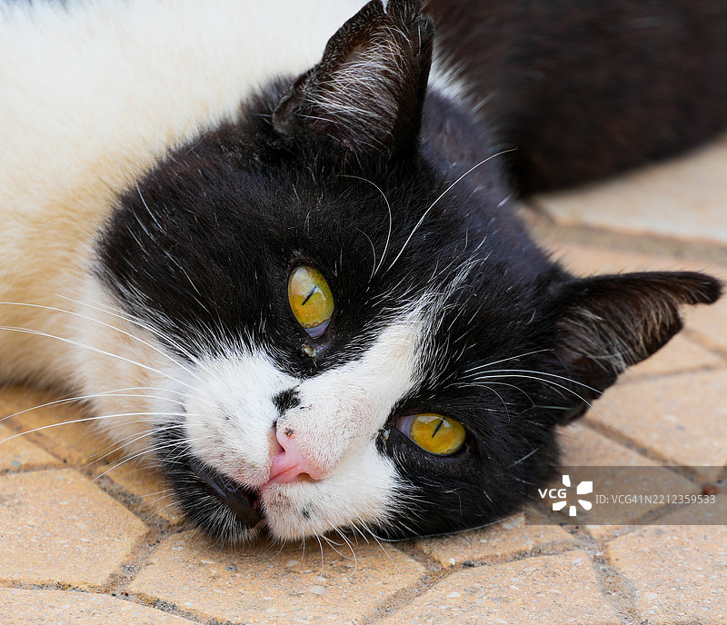 黑白猫的脸部特写，闭着眼睛，安静地休息在希腊。图片素材