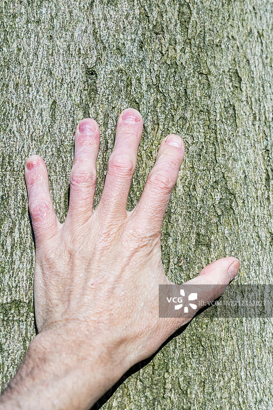 男人通过触摸树干来接地图片素材