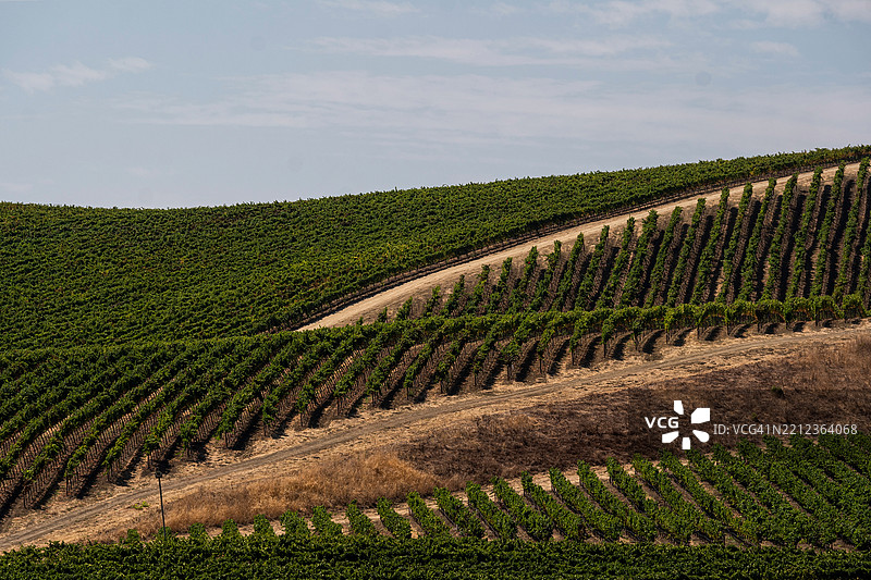 葡萄园中生长的葡萄藤行列图片素材