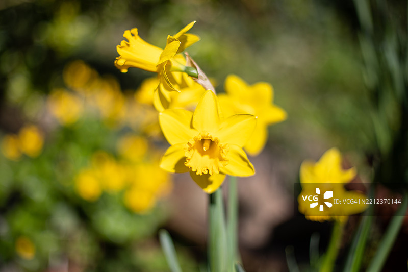 英格兰的花卉图片素材