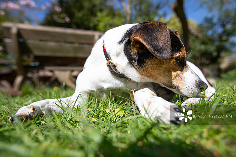 英格兰户外自然图像，狗狗特写图片素材