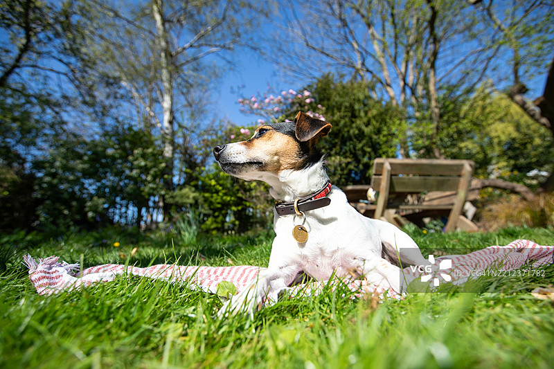 宠物之爱，Instagram上的狗狗，英格兰图片素材