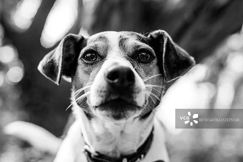杰克拉塞尔犬肖像，黑白风格图片素材