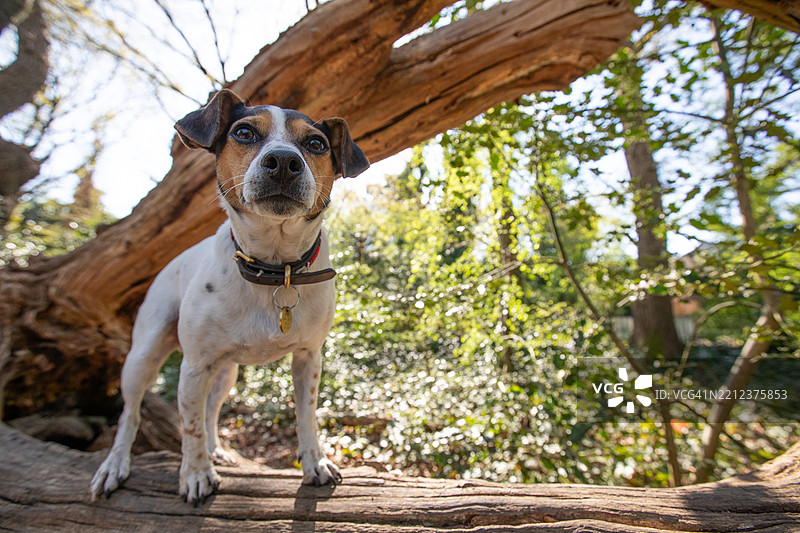 探索布里斯托尔 - 树上的狗图片素材