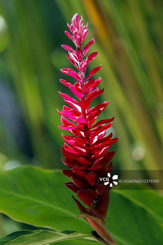 红姜花，紫姜（Alpinia purpurata）图片素材