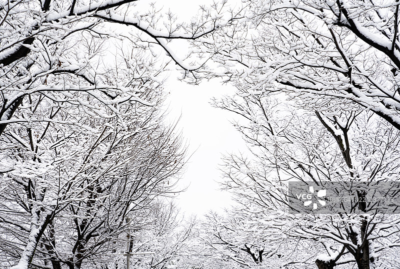 首尔奥林匹克公园，冬季，宁静，安静的风景，树木，雪，没有人，雪景，植物图片素材