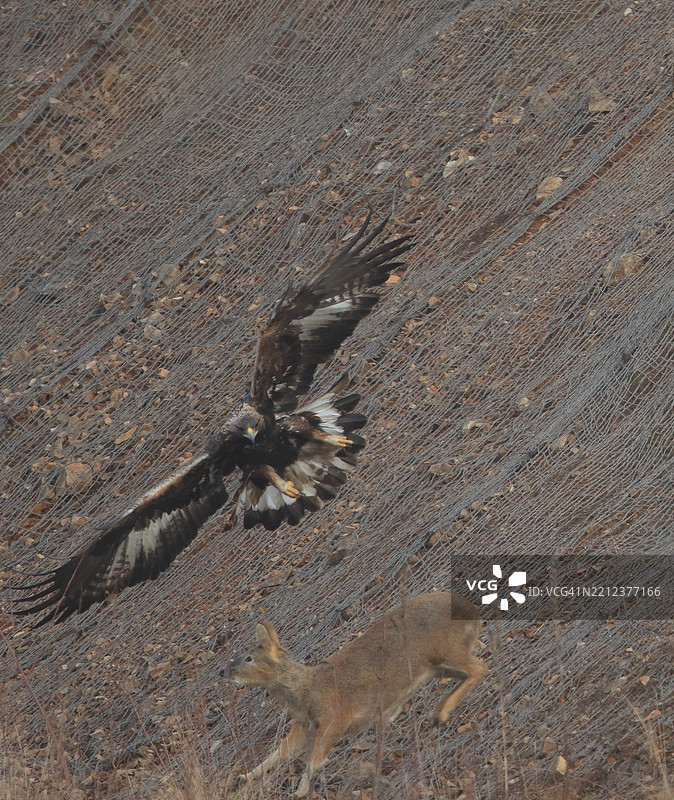 金雕攻击一只驼鹿图片素材