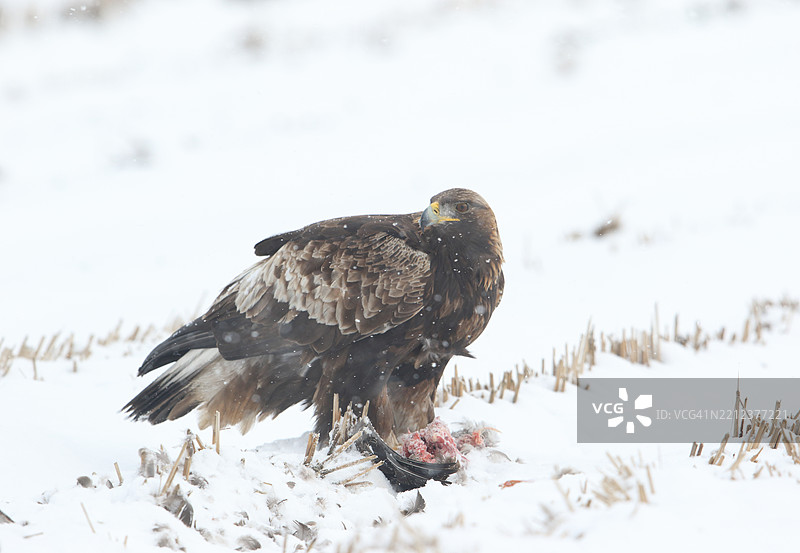 雪原上的金雕图片素材