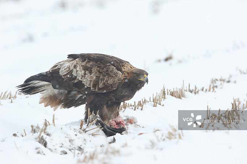 雪原上的金雕图片素材