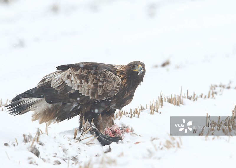 雪原上的金雕图片素材