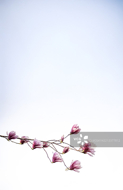 宁静，花，花蕾，树，郁郁葱葱，春天，缺席，粉色，无人，照片图片素材