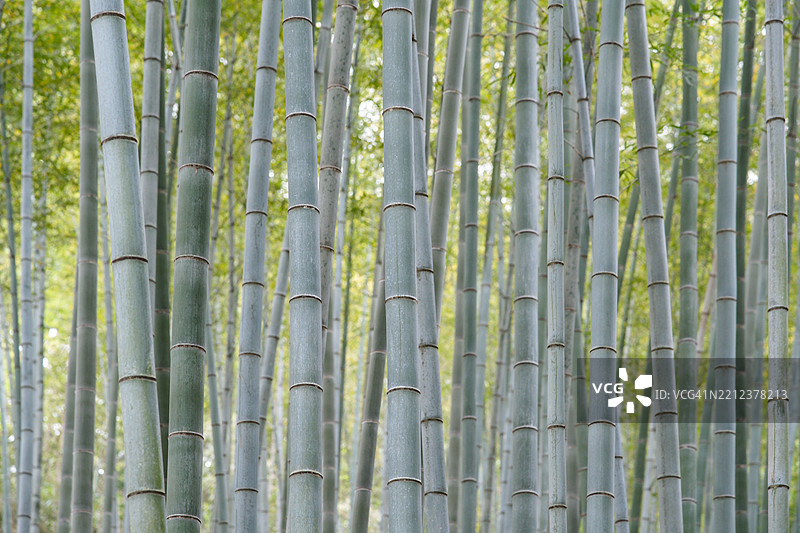 全南道宝城郡的竹林图片素材