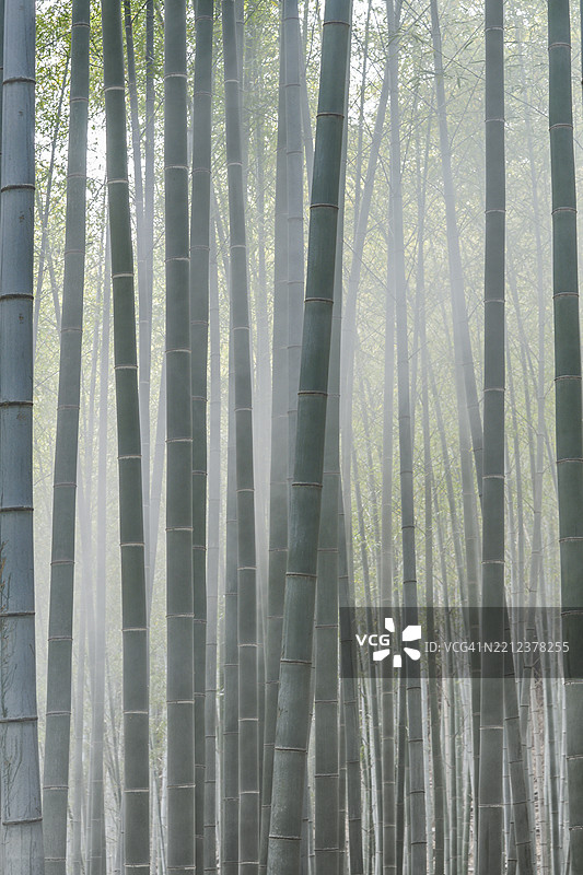 全南道宝城郡的竹林图片素材