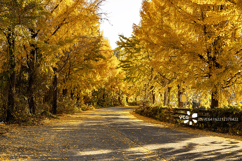 街道树木，秋天，河流，道路，落叶，白天，黄色，公路，照片，森林图片素材