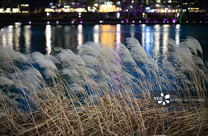 石村湖，秋天，芦苇，图片素材