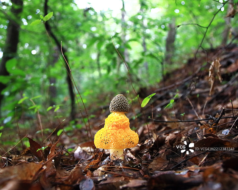 黄菇 (Phallus luteus)图片素材