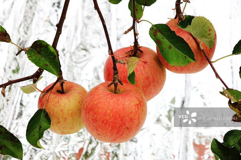 果园里的苹果与地上的铝箔图片素材