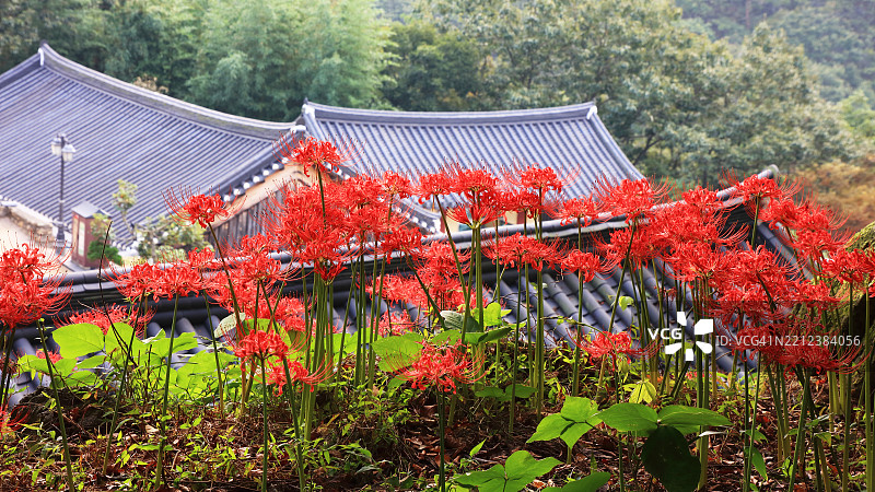 彼岸花图片素材