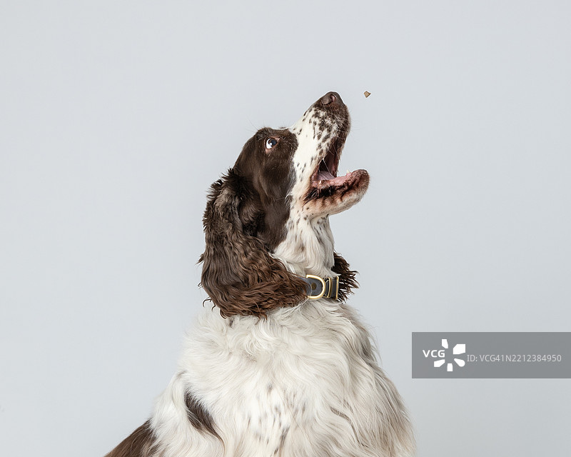 英式春犬在摄影棚中跳起抓取零食的特写镜头图片素材