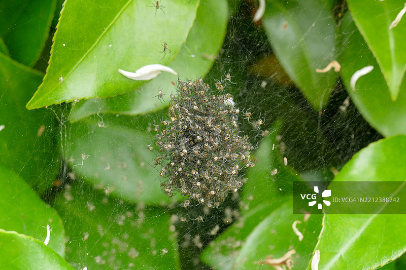 蜘蛛幼虫图片素材