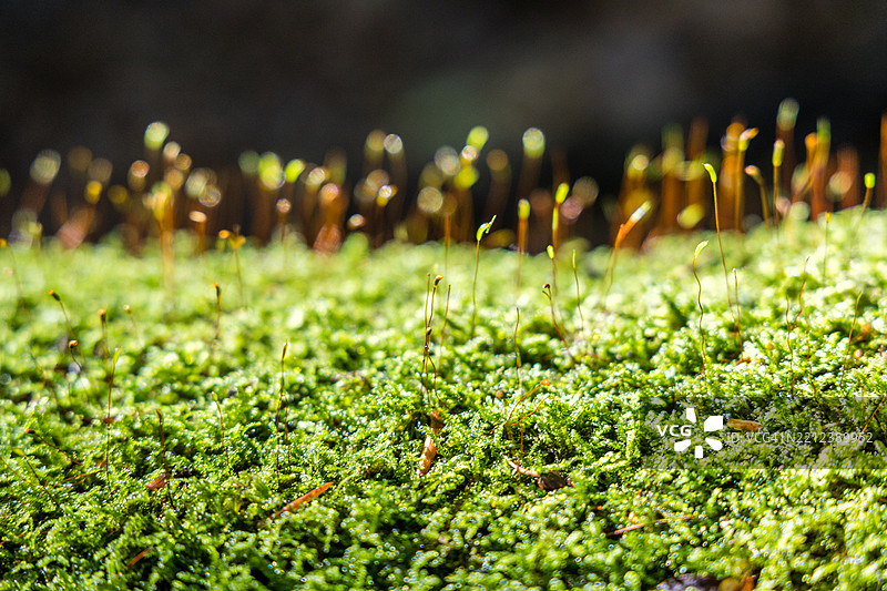 苔藓孢子体特写图片素材