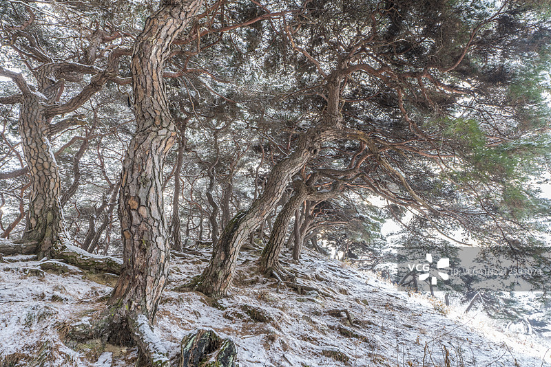 全北道南原市部节里雪-covered松树图片素材