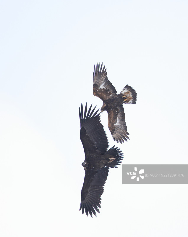 金雕攻击一只鹰图片素材