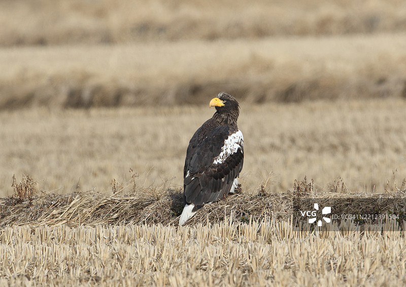斯特勒海雕 (Haliaeetus pelagicus)图片素材