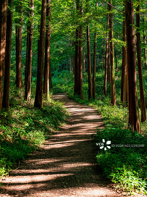 忠清南道沃川郡惠湾森林浴场的风景图片素材
