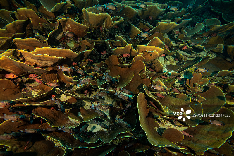 密克罗尼西亚 帕劳 海外旅行 海外风光 风景 大海图片素材