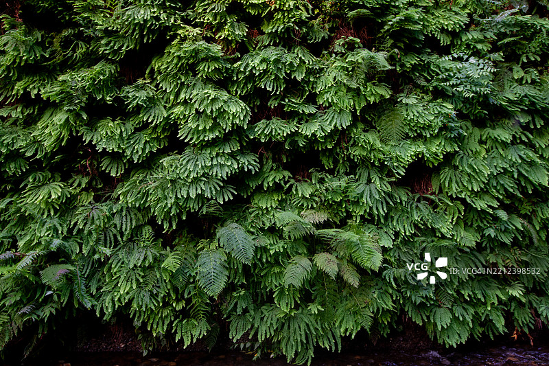 加利福尼亚蕨类峡谷的蕨类植物墙图片素材