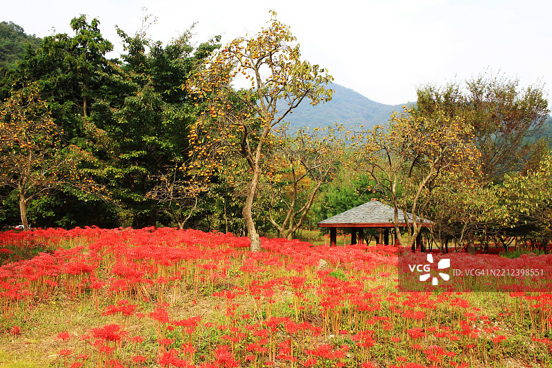 沿着通往仙云寺的道路，彼岸花与柿子树相伴而生图片素材