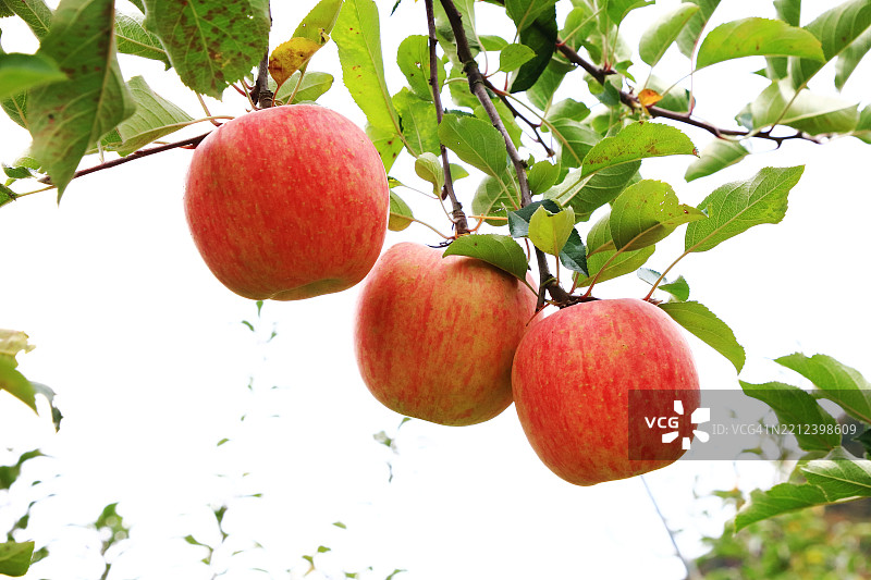 苹果 orchard图片素材