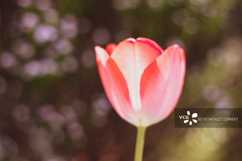 浪漫花卉图像！图片素材