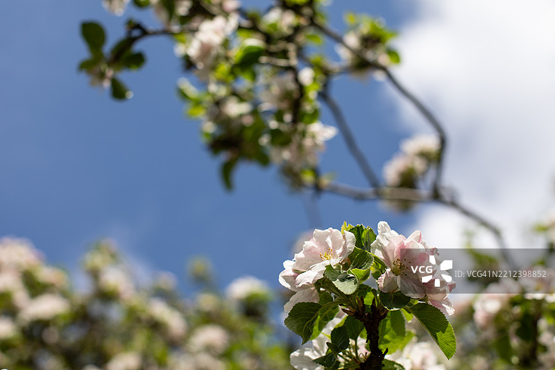 苹果树花朵图片素材