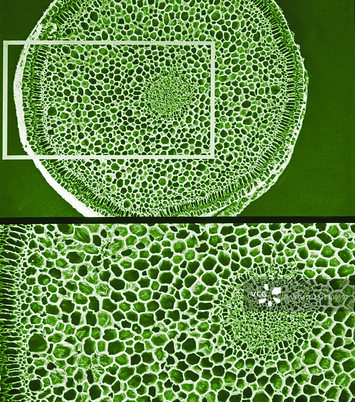 贝拉米层，根基，兰花根，电子显微镜，木质部，筛管，透射电子显微镜，显微镜，兰科，兰花根，植物根，根茎图片素材