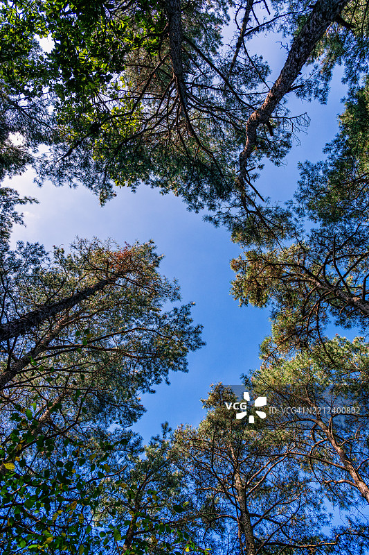 忠清南道沃川郡惠湾森林浴场的风景图片素材