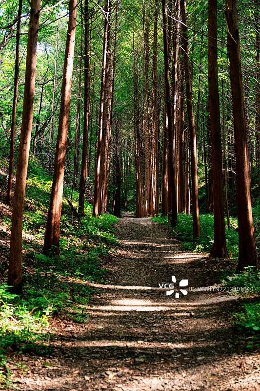忠清南道沃川郡惠湾森林浴场的风景图片素材