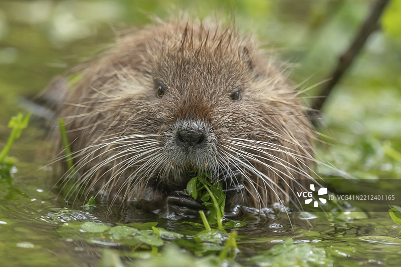 一只小棕色动物，长着长嘴，在池塘里吃草。它有一条长尾巴，部分浸没在水中。水豚（Myocastor coypus）。法国阿尔萨斯巴斯-兰地区，欧洲。图片素材