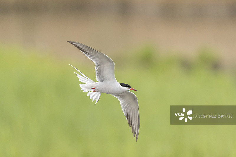 普通燕鸥（Sterna hirundo）在沼泽上空盘旋。法国阿尔萨斯巴斯-朗地区，欧洲图片素材
