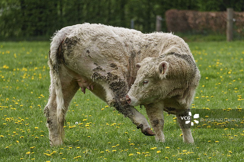 白色小牛在蒲公英草地上抬起腿，顽皮而活泼，韦塞克，明斯特地区，德国图片素材