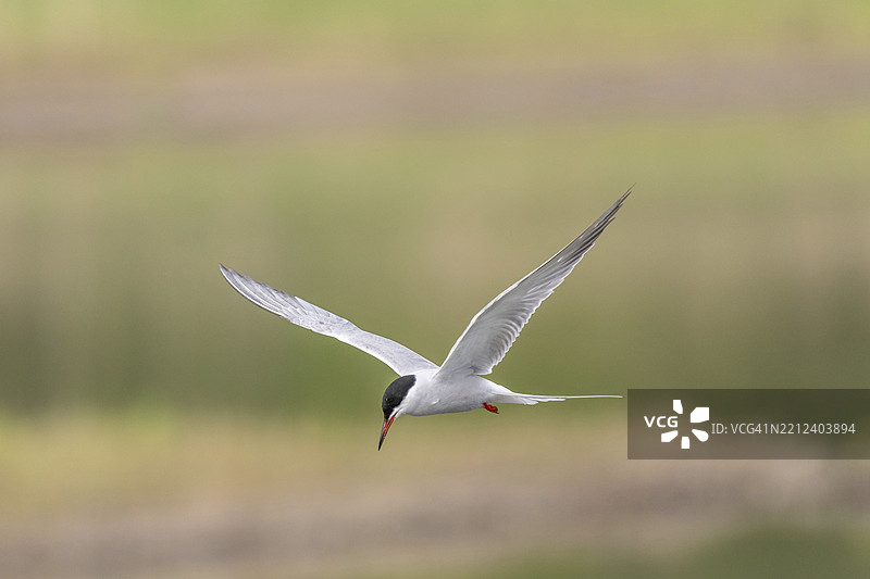 普通燕鸥（Sterna hirundo）在沼泽上空盘旋。法国阿尔萨斯巴斯-朗地区，欧洲图片素材