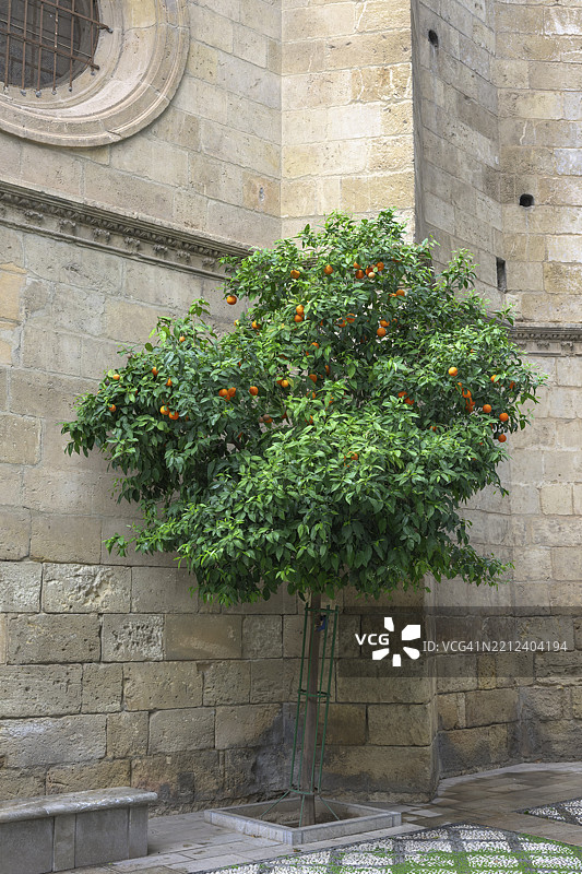 格拉纳达，西班牙，欧洲，伊莎贝尔·卡托利卡广场的教堂，橙树图片素材