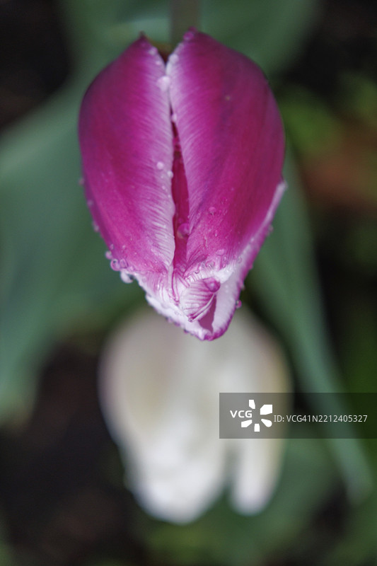 粉色郁金香上沾满水滴，从鸟瞰角度拍摄，背景模糊，位于德国明斯特地区的弗雷登。图片素材