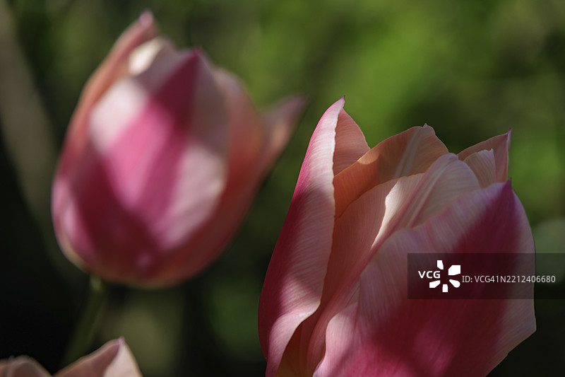 两朵粉色郁金香花朵清晰可见，背景为模糊的绿色，弗雷登，明斯特兰，德国图片素材